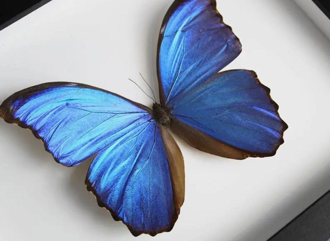 Morpho didius butterfly Peru (Blue Morpho )
