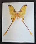 Argema mitre moth in frame