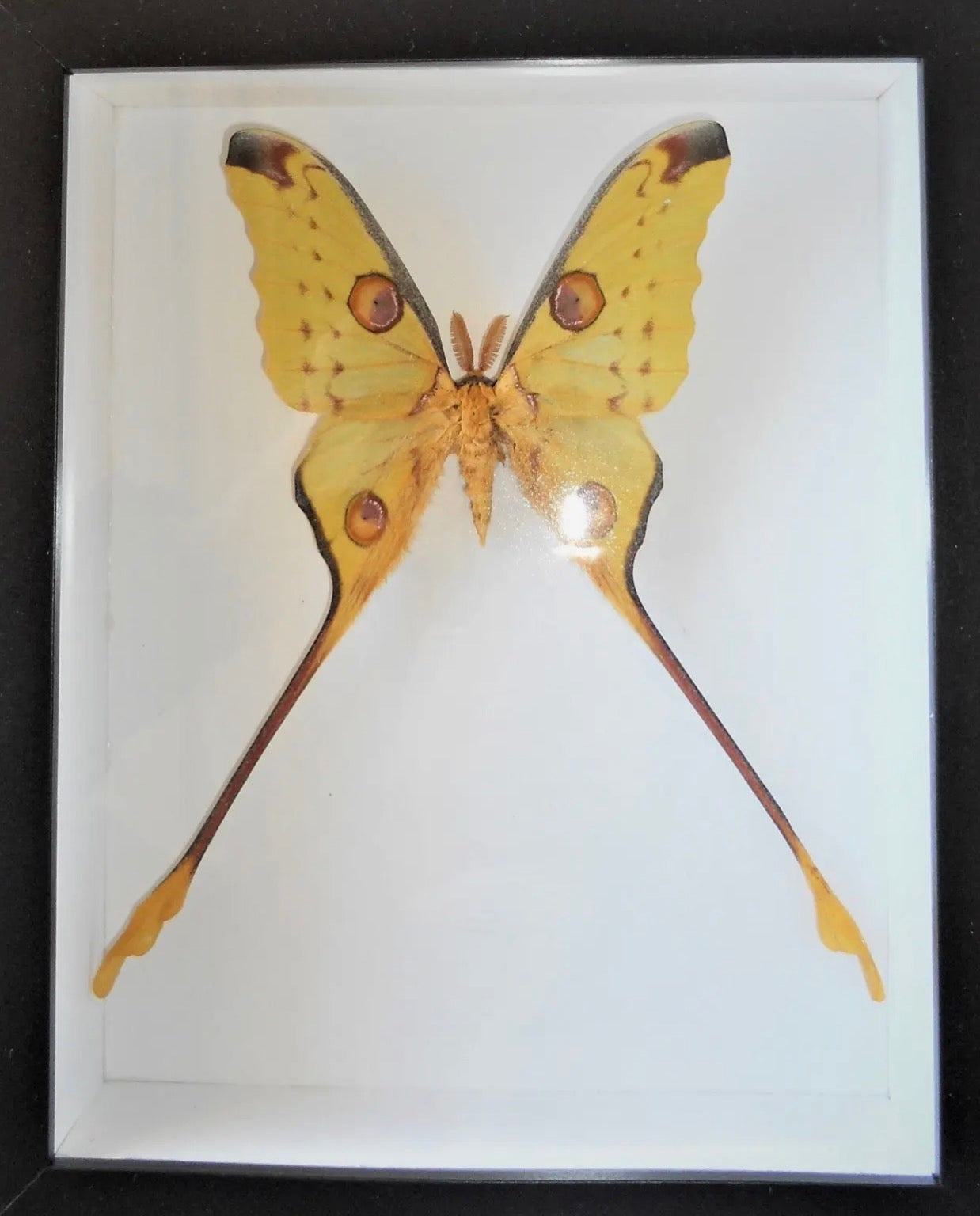 Argema mitre moth in frame