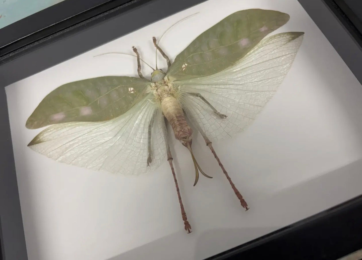 Pseudophyllus Titan, Giant False Leaf Katydid in A Frame