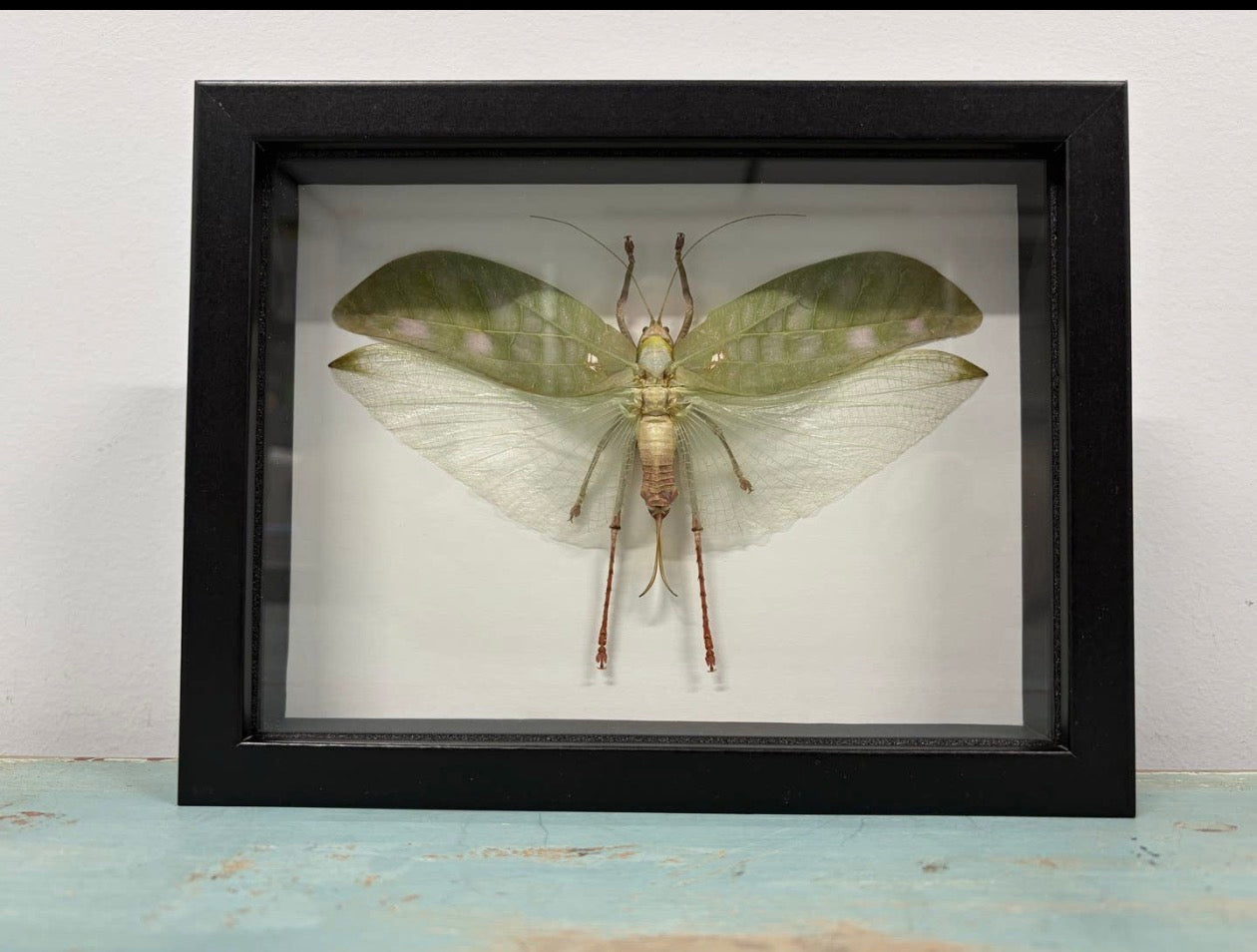 Pseudophyllus Titan, Giant False Leaf Katydid in A Frame
