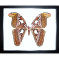 Attacus Atlas, Atlas Moth, in A Frame - Stay Wild Collective  Entomology art