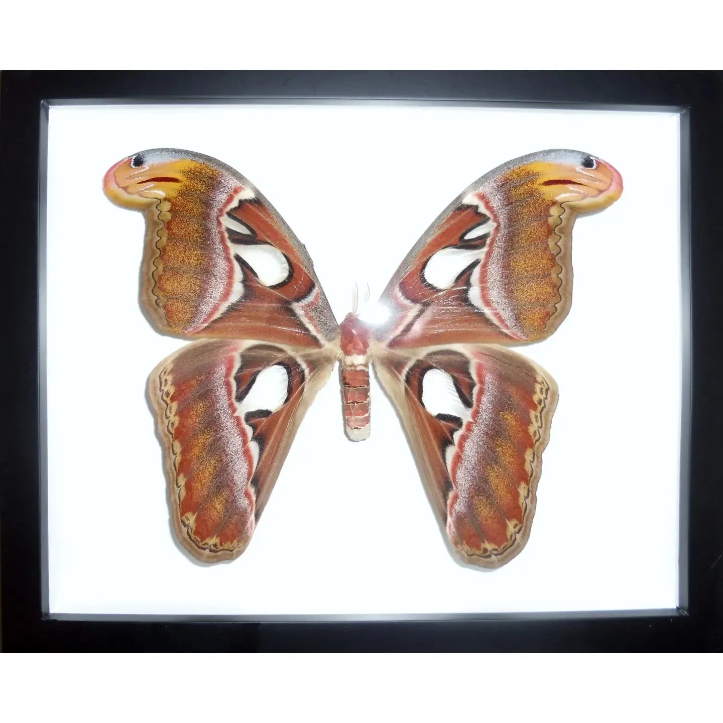 Attacus Atlas, Atlas Moth, in A Frame - Stay Wild Collective  Entomology art