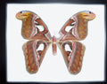  Atticus Atlas moth in a frame - Stay Wild Collective  Decor