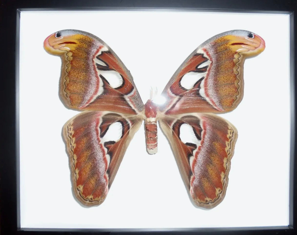  Atticus Atlas moth in a frame - Stay Wild Collective  Decor