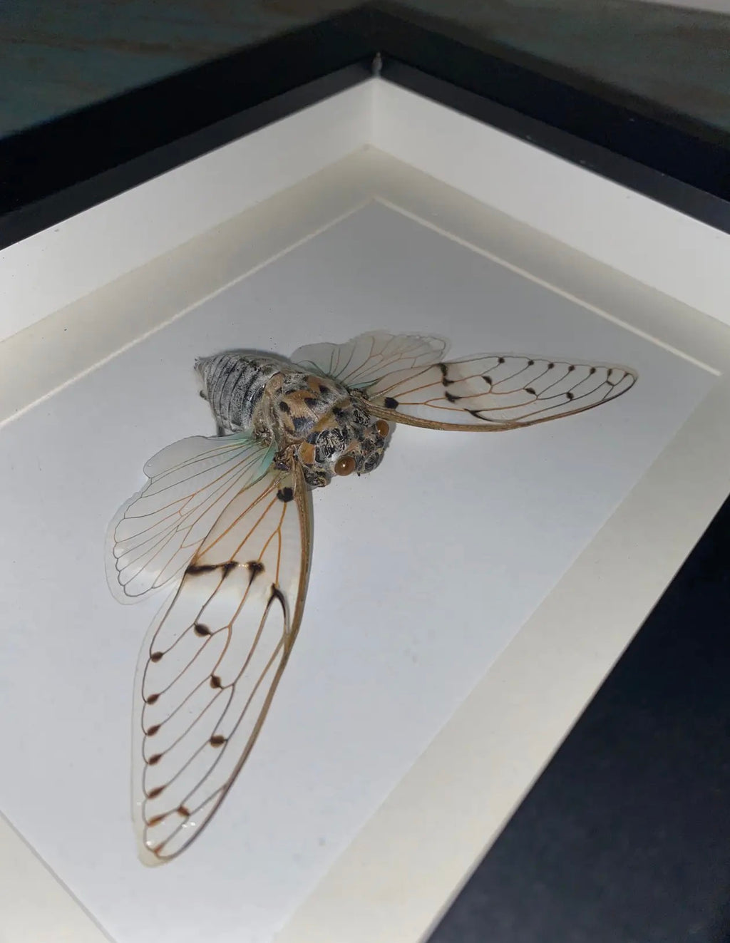  Ayuthia spectabile white ghost cicarda in a black frame - Stay Wild Collective  