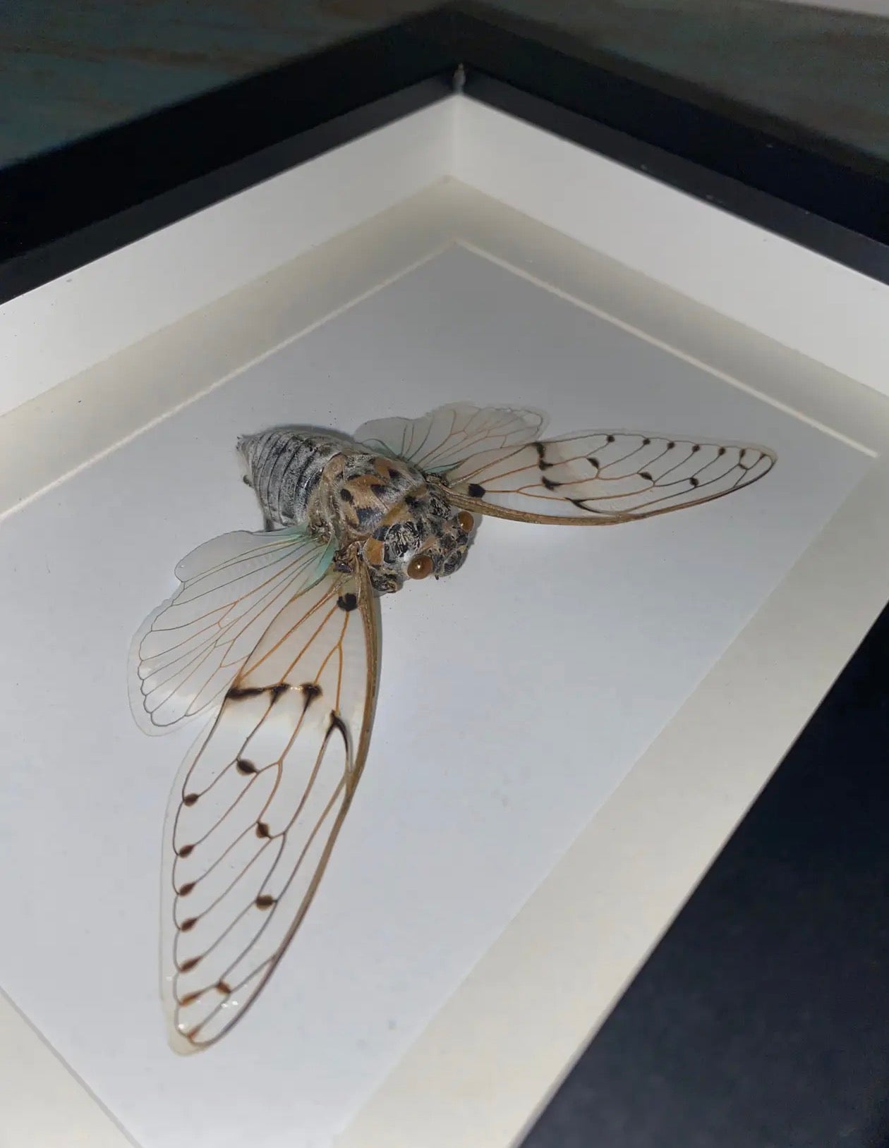  Ayuthia spectabile white ghost cicarda in a black frame - Stay Wild Collective  
