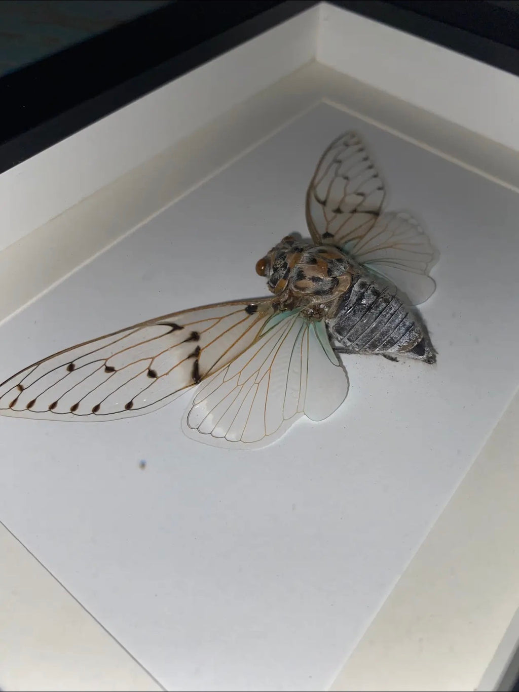  Ayuthia spectabile white ghost cicarda in a black frame - Stay Wild Collective  