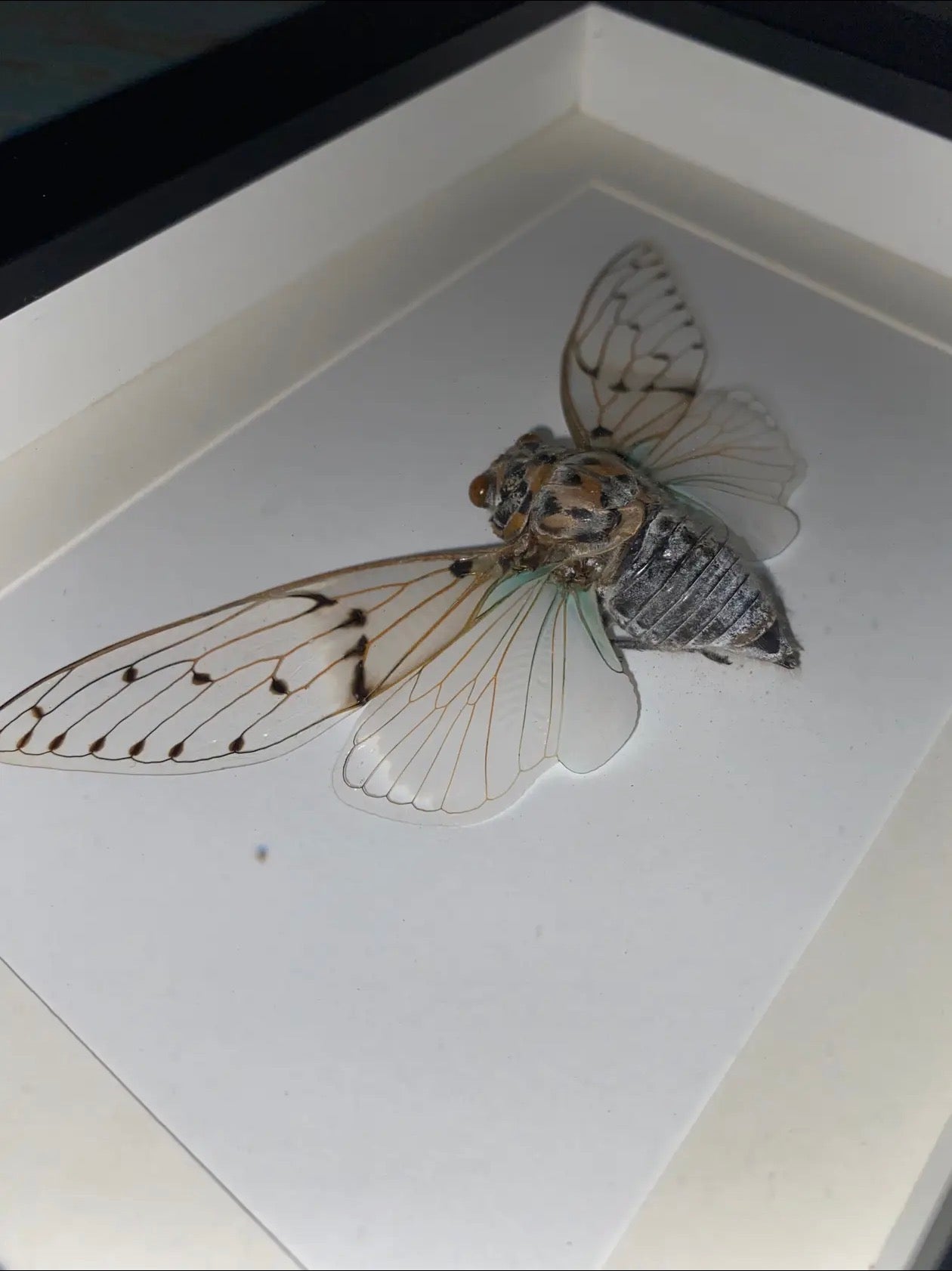  Ayuthia spectabile white ghost cicarda in a black frame - Stay Wild Collective  