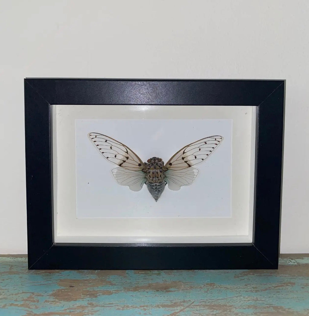 Ayuthia spectabile white ghost cicarda in a black frame - Stay Wild Collective  