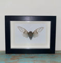  Ayuthia spectabile white ghost cicarda in a black frame - Stay Wild Collective  