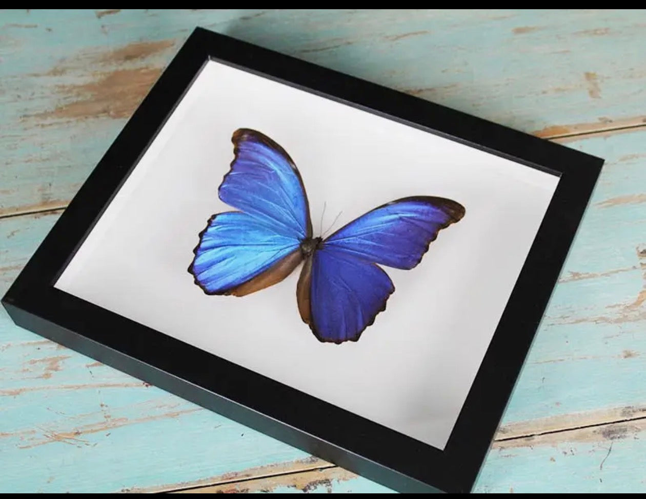 Morpho didius butterfly Peru (Blue Morpho )