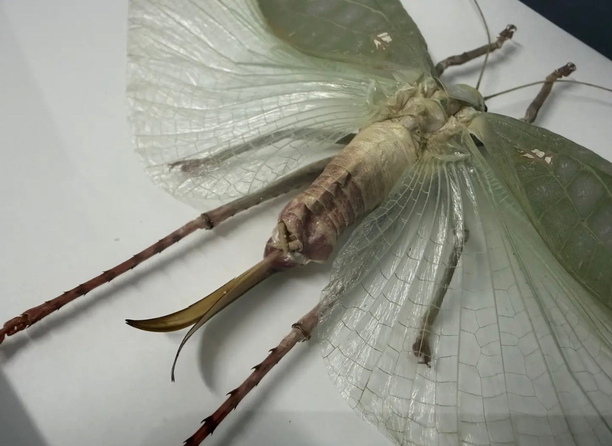Pseudophyllus Titan, Giant False Leaf Katydid in A Frame