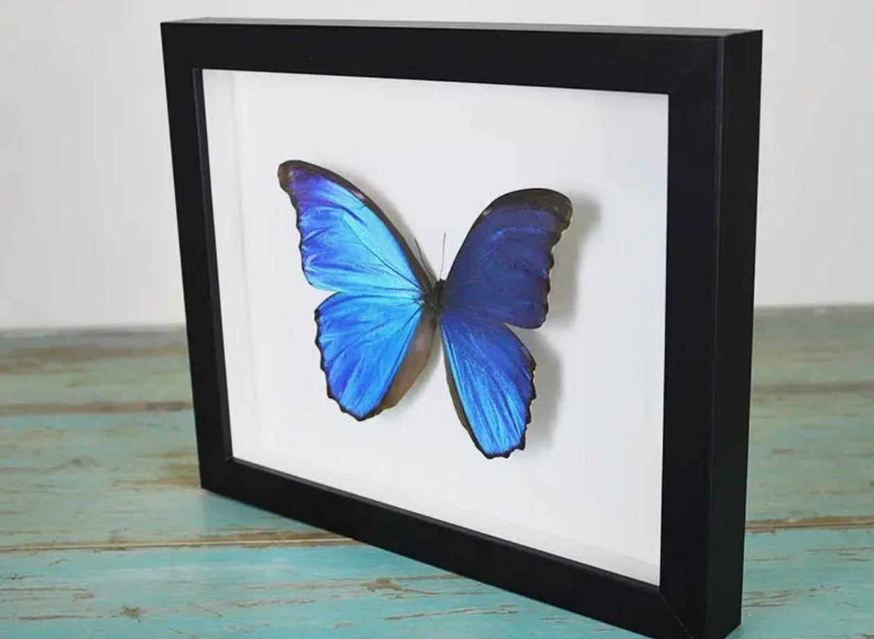 Morpho didius butterfly Peru (Blue Morpho )