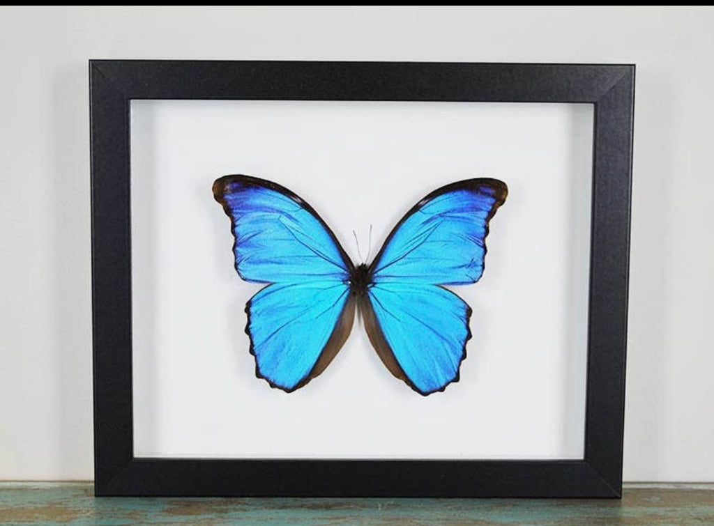 Morpho didius butterfly Peru (Blue Morpho )