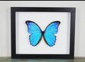 Morpho didius butterfly Peru (Blue Morpho )