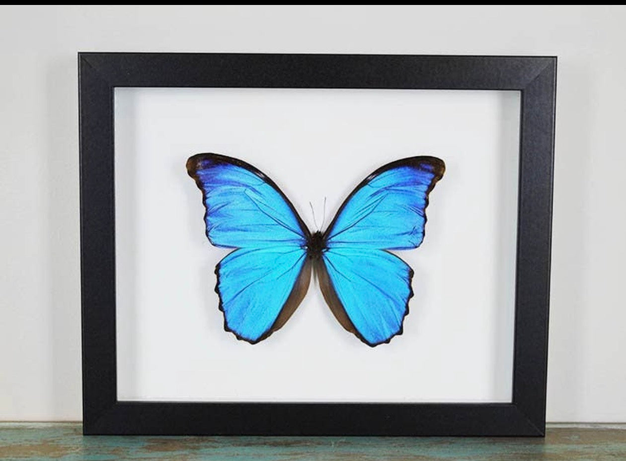 Morpho didius butterfly Peru (Blue Morpho )