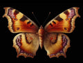  Fly away A3 size large decopage paper - Stay Wild Collective  Decor