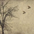  Fly away A3 size large decopage paper - Stay Wild Collective  Decor