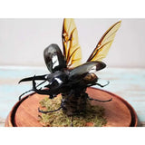 Giant Three Horned Rhino Beetle in A Dome - Stay Wild Collective  