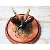 Giant Three Horned Rhino Beetle in A Dome - Stay Wild Collective  