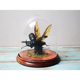 Giant Three Horned Rhino Beetle in A Dome - Stay Wild Collective  