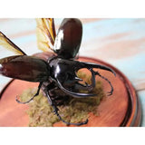 Giant Three Horned Rhino Beetle in A Dome - Stay Wild Collective  