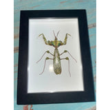 Idolomantis Diabolica in A Black Frame