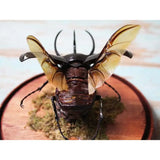 Giant Three Horned Rhino Beetle in A Dome