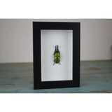 Lamprima Adolphinae Green Stag Beetle in A Frame