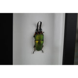 Lamprima Adolphinae Green Stag Beetle in A Frame