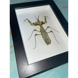 Idolomantis Diabolica in A Black Frame - Stay Wild Collective  Entomology art