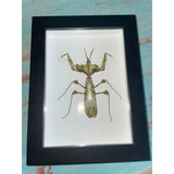 Idolomantis Diabolica in A Black Frame - Stay Wild Collective  Entomology art