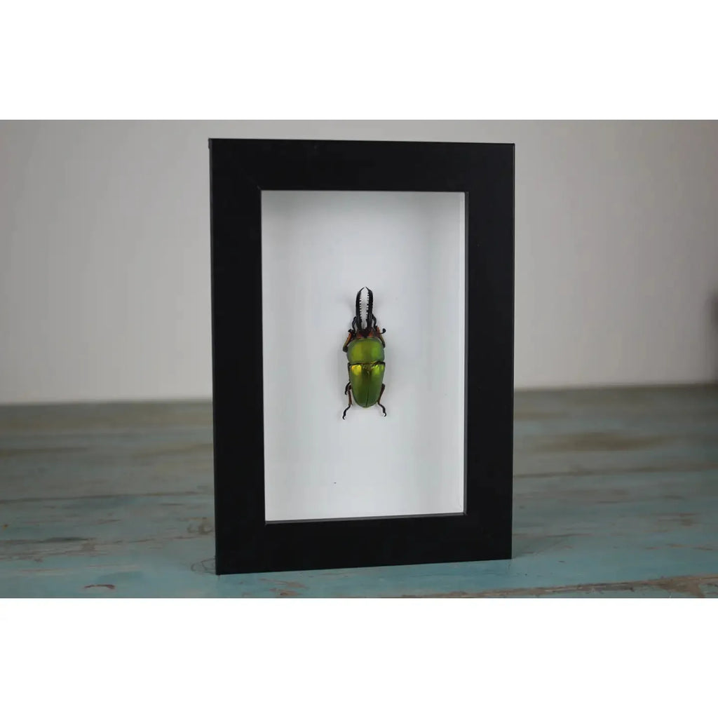 Lamprima Adolphinae Green Stag Beetle in A Frame - Stay Wild Collective  Entomology art