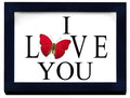 Love You with A Real Butterfly - Stay Wild Collective  Entomology art