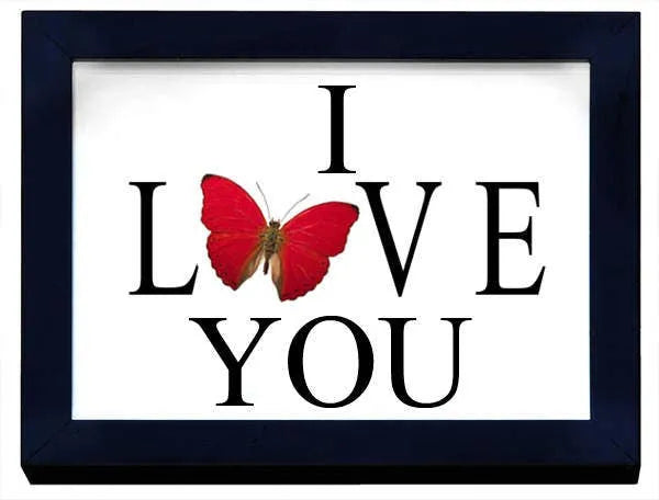 Love You with A Real Butterfly - Stay Wild Collective  Entomology art