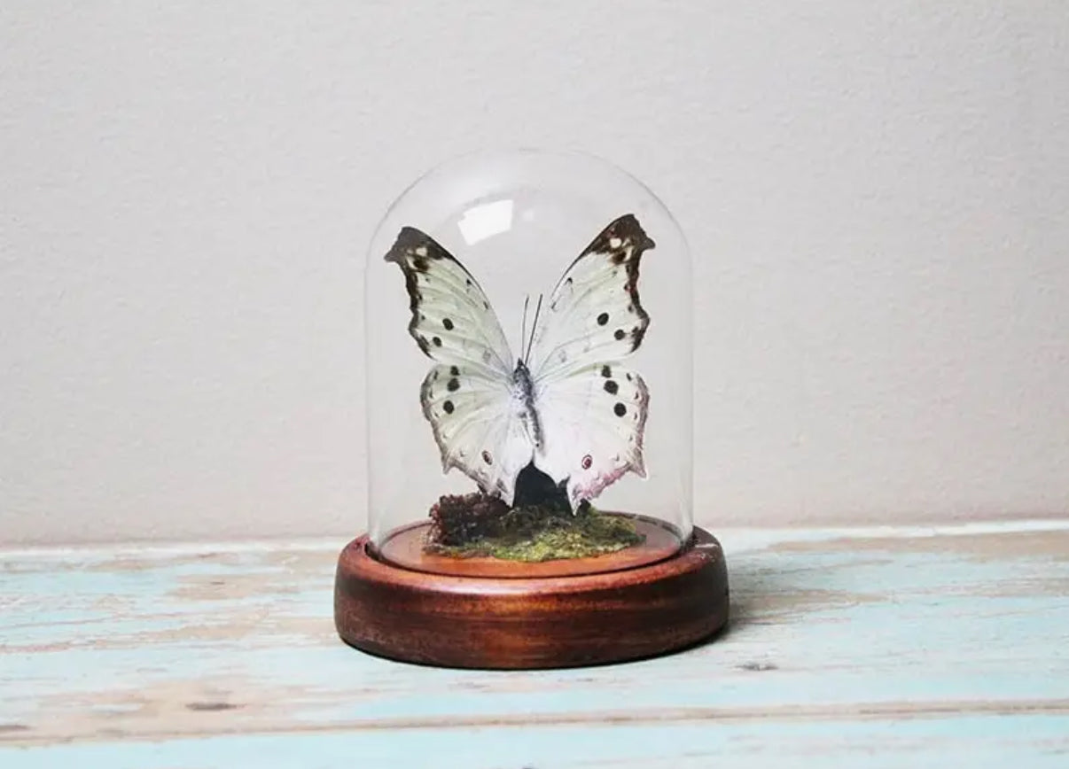  Mother of Pearl butterfly in a dome - Stay Wild Collective  