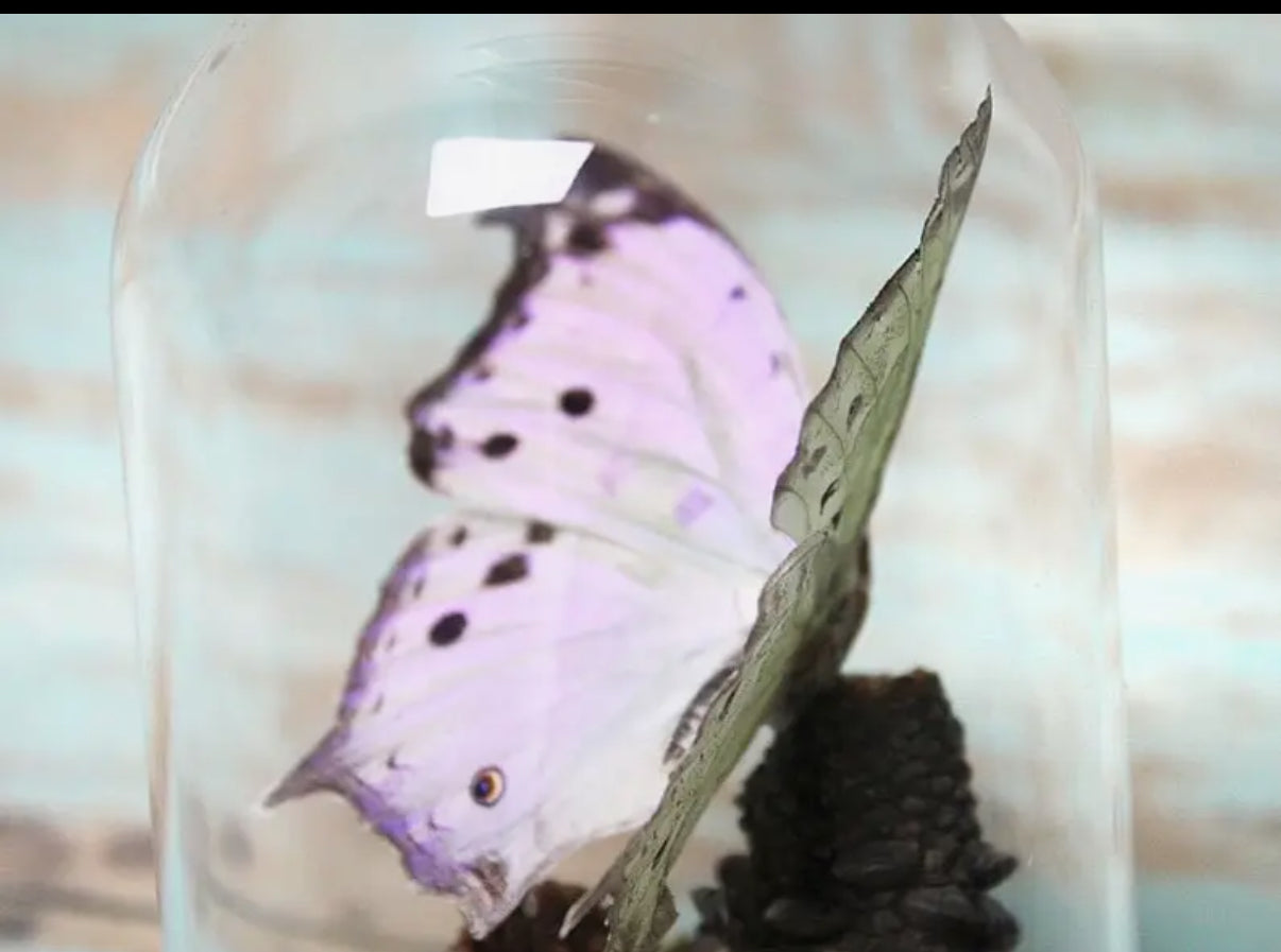  Mother of Pearl butterfly in a dome - Stay Wild Collective  