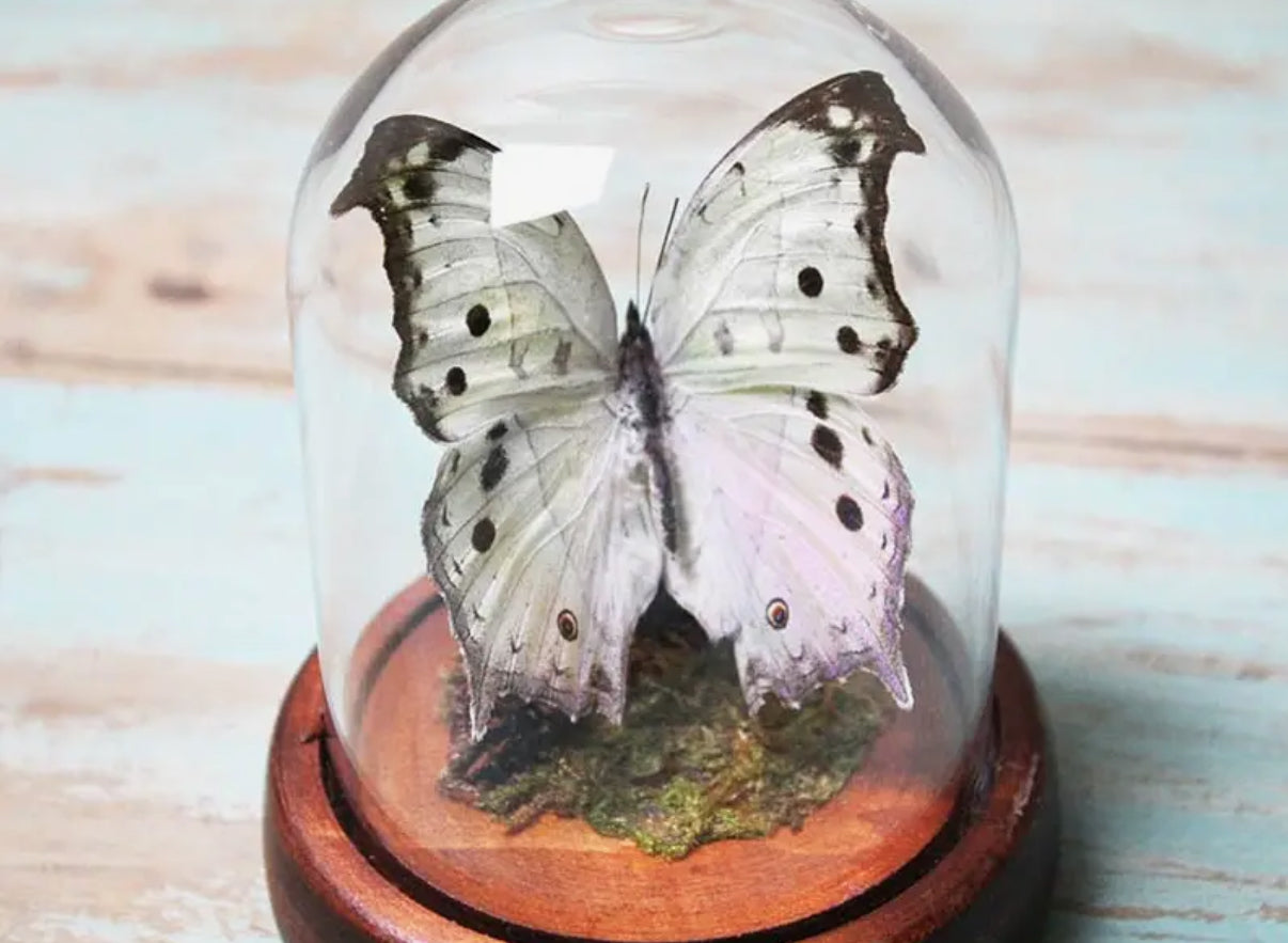  Mother of Pearl butterfly in a dome - Stay Wild Collective  