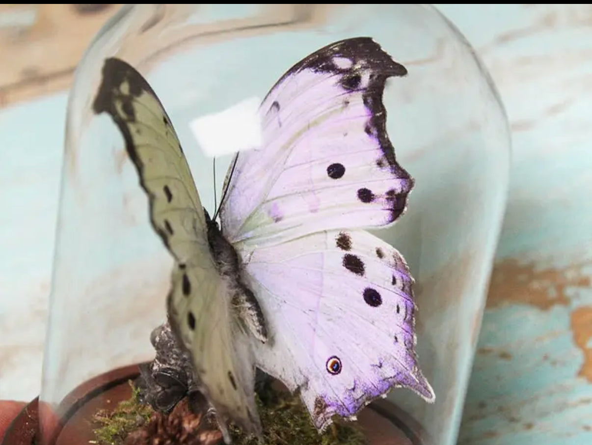  Mother of Pearl butterfly in a dome - Stay Wild Collective  