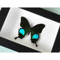 Peacock Paris in A Frame - Stay Wild Collective  Entomology art