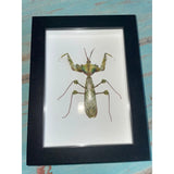 Idolomantis Diabolica in A Black Frame - Stay Wild Collective  Entomology art