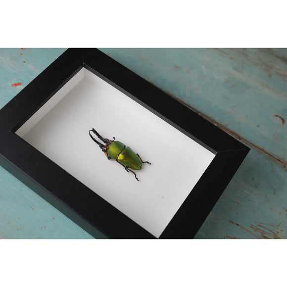 Lamprima Adolphinae Green Stag Beetle in A Frame - Stay Wild Collective  Entomology art