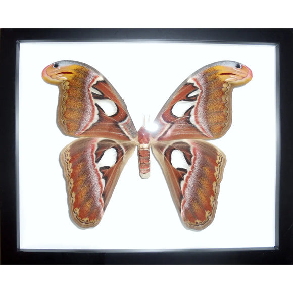 Attacus Atlas, Atlas Moth, in A Frame - Stay Wild Collective  Entomology art