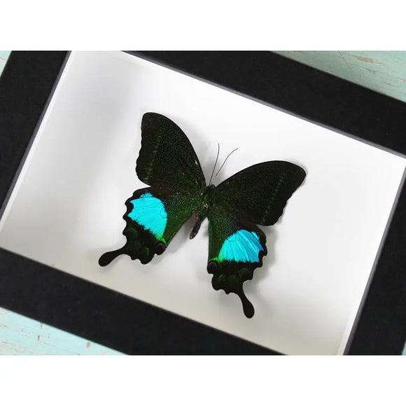 Peacock Paris in A Frame - Stay Wild Collective  Entomology art
