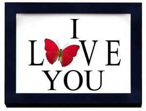 Love You with A Real Butterfly - Stay Wild Collective  Entomology art