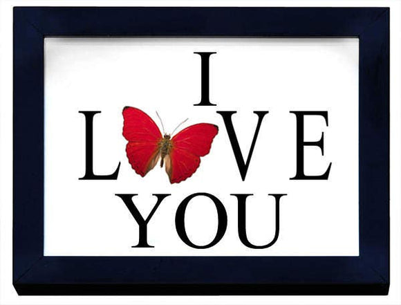 Love You with A Real Butterfly - Stay Wild Collective  Entomology art