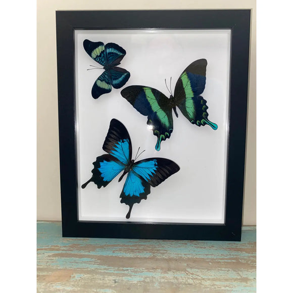 Swallowtail Swirl - Stay Wild Collective  Entomology art