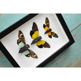Triplet of Cicadas in A Frame - Stay Wild Collective  Entomology art