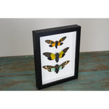 Triplet of Cicadas in A Frame - Stay Wild Collective  Entomology art